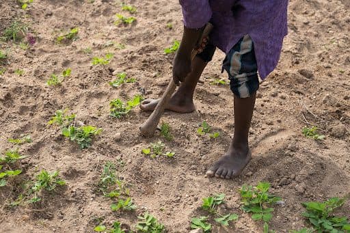 Person using a hoe to tend to small plants in a sandy field, wearing a purple garment and rolled-up pants.