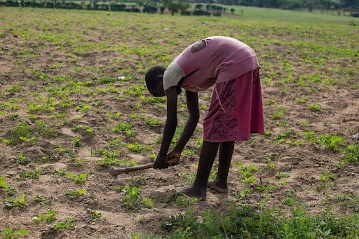 A person in a pink outfit is bending over, tending to plants with a hoe in a large field under a cloudy sky.